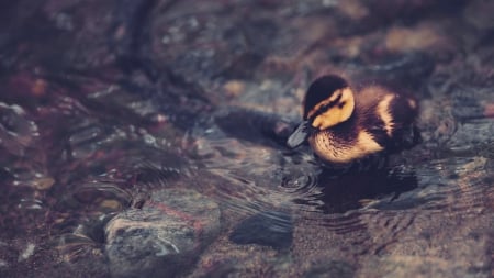 Duckling - bird, duckling, stone, water, rock