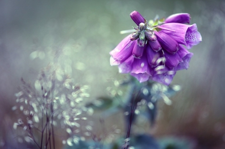 Jingle wind - nature, jingle wind, beautiful, purple color, field, flower