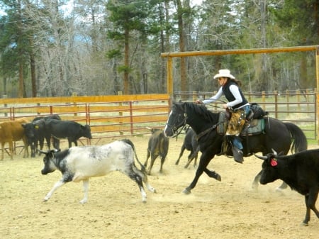 Cowgirl Penning Cattle - style, girls, women, chaps, models, hats, fences, cowgirls, horses, brunettes, cowgirl, rodeo, hat, fun, boots, horse, western, roundup, ranch, cattle, female, trees