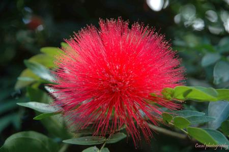 Bright Red - bright red flower, garden