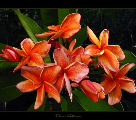 Plumeria Flowers - golden orange, tropical flowers, plumeria