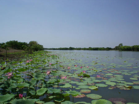 Kakadu National Park - mary river, trees, waterlily