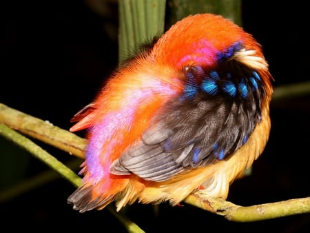 Oriental Kingfisher - bird, oriental kingfisher, perched, sleeping