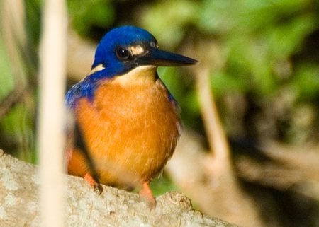 Azure Kingfisher - bird, tree branch, azure kingfisher