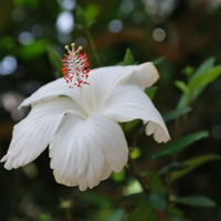 White Hibiscus Flower