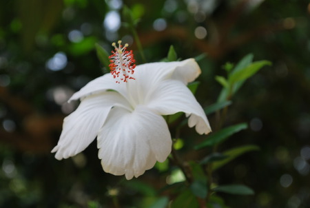 White Hibiscus Flower - tropical, flower, white hibiscus