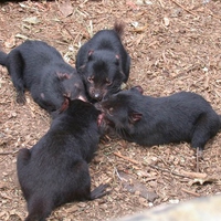 Tasmanian Devils Meeting