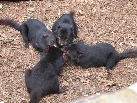 Tasmanian Devils Meeting - australia, ground, tasmanian devils