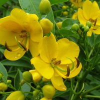 Yellow Flowering Shrub