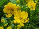 Yellow Flowering Shrub