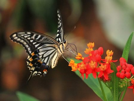 Sweet Butterfly - hot, cute, sweet butterfly, butterfly, cool, beauty animal, animals