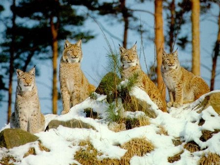 lynx family - born free, stay free, live free