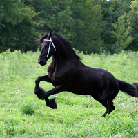 Friesian