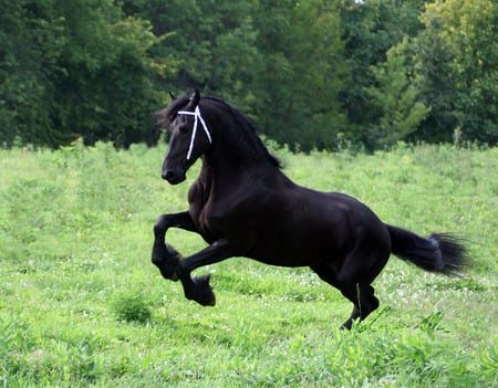 Friesian - horses, animals, friesian, keegan jewell, friesland, friesian stallion