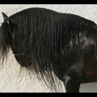 Ebony Andalusian