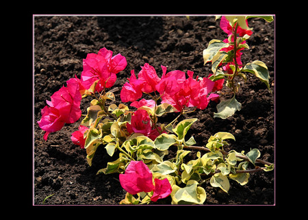 Pink - flowers, pink