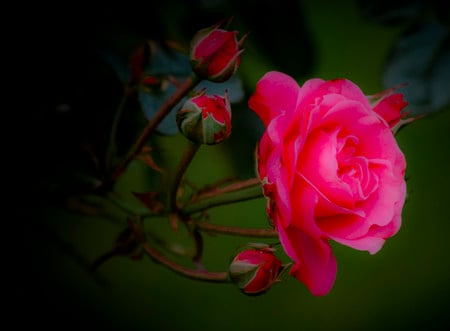 Pink roses - flowers, roses