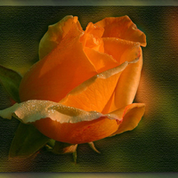 Orange rose