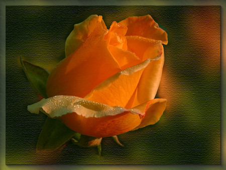 Orange rose - roses, flowers