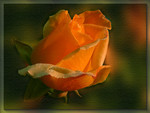 Orange rose