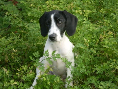 Russian spaniel  - spaniel, dogs