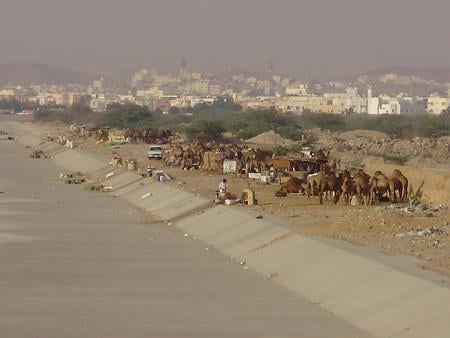 camels in Saudi Arabia - along the canal banks, camels in saudi arabia