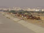 camels in Saudi Arabia