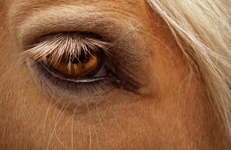 Hazel Gaze - horses, glow, animals, gaze, eye, hazel