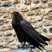 The Crow