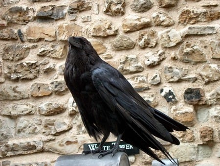 The Crow - crow, animals, black, raven, birds