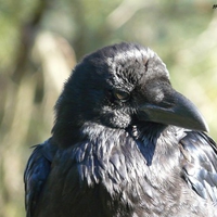 Crow Close-Up