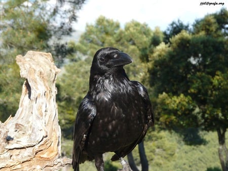 The Crow - black, birds, crow, raven, animals