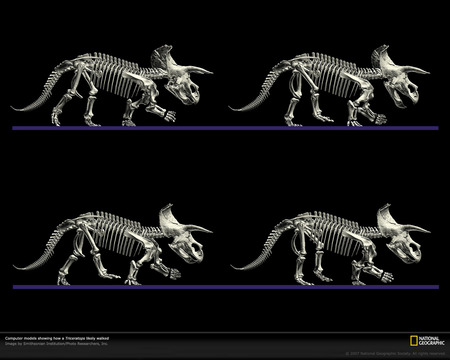 Triceratops movement - skull, nice, animals, photography, cretaceous, great, paleontology, other, amazing, prehistory, dinosaurs, cool, dinosaur, reptiles, drawing, picture, national geographic, fossil, animal, awesome, reptile, triceratops, prehistoric