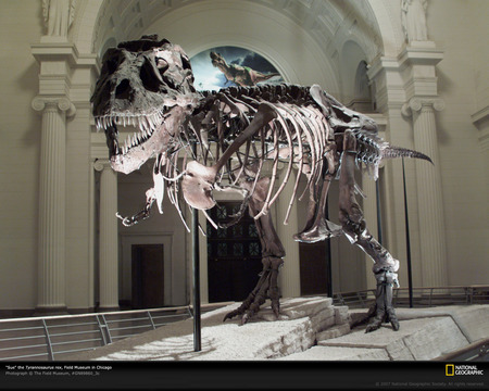 Tyrannosaurus rex - skull, nice, t-rex, tyrannosaurus rex, photography, animals, cretaceous, great, paleontology, tyrannosaur, other, amazing, prehistory, cool, dinosaur, dinosaurs, reptiles, tyrannosaurus, picture, national geographic, fossil, animal, awesome, reptile, prehistoric