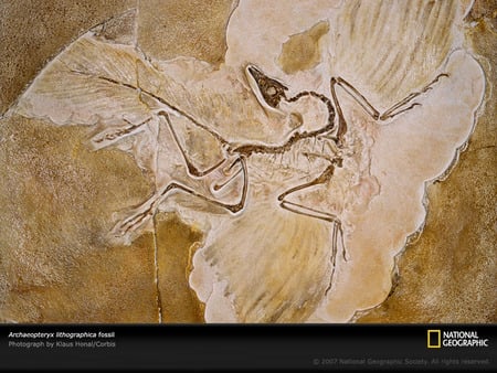 archaeopteryx lithographica - great, amazing, reptiles, prehistoric, reptile, picture, photography, archaeopteryx, fossil, national geographic, paleontology, prehistory, animal, animals, cool, awesome, dinosaur, dinosaurs, jurassic, nice, other