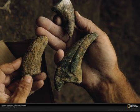 dinosaur claws - prehistoric, dinosaurs, dinosaur, amazing, great, paleontology, claw, animal, nice, claws, other, prehistory, fingers, photography, cool, reptile, hand, picture, awesome, national geographic, fossil, reptiles, jurassic, animals