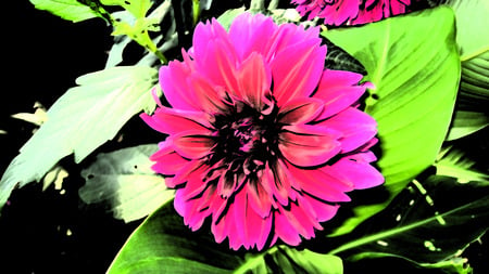 Effected flower - dark strokes, flower, photoshop