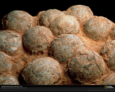 dinosaur eggs - nice, photography, animals, great, paleontology, other, eggs, amazing, prehistory, dinosaurs, cool, dinosaur, egg, reptiles, jurassic, picture, national geographic, fossil, animal, awesome, reptile, prehistoric