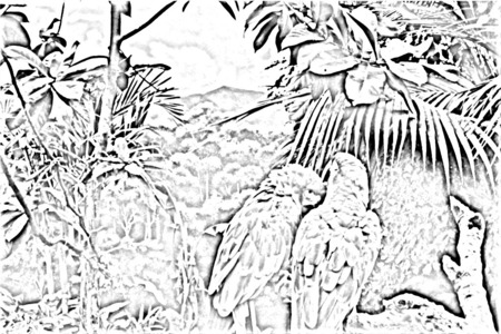 Effected parrots - photoshop, parrots, trees