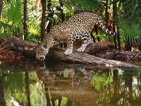 jaguar - water, manchas, jaguar, forest, cats, river, log, animal, tree