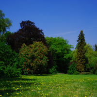 meadow and trees