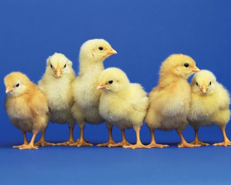 chicks - baby chickens, furry and feathery