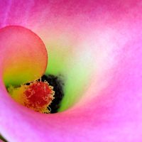 Pink Calla Lily