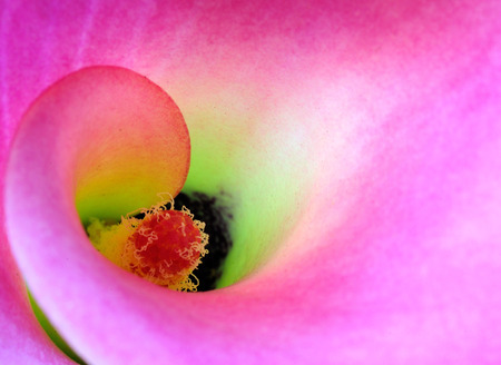 Pink Calla Lily - closeup, pink calla lily, flower