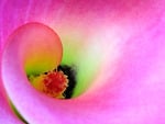 Pink Calla Lily