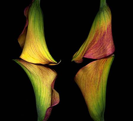 Four Calla Lilies - flowers, calla lily, on black