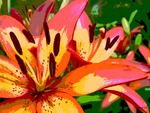 Vibrant Lilies