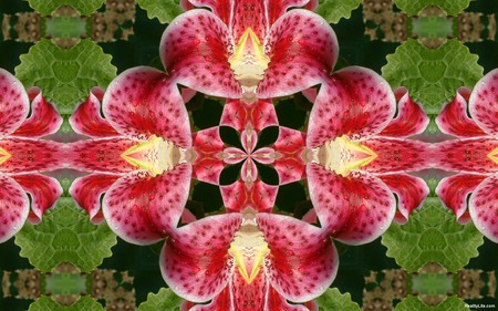 Lily Abstract - art, flowers, lily, mirror image