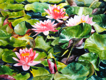 Water Lilies