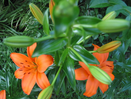 Orange Lilies - flowers, orange lilies, garden